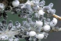 Attēlu rezultāti vaicājumam “Claustria didermoides”