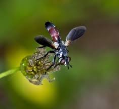 Attēlu rezultāti vaicājumam “Cylindromyia sp.”