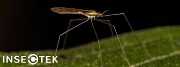 Attēlu rezultāti vaicājumam “Nematocera”