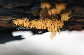 Attēlu rezultāti vaicājumam “Arcyria, Heterotrichia sp.”