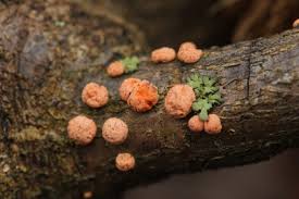 Attēlu rezultāti vaicājumam “Nectria cinnabarina”