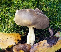 Attēlu rezultāti vaicājumam “Helvella”