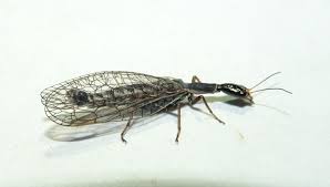 Attēlu rezultāti vaicājumam “Raphidioptera imago”