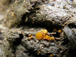 Attēlu rezultāti vaicājumam “Cheilymenia stercorea”