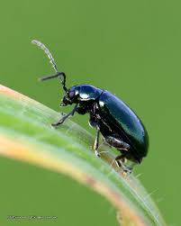 Attēlu rezultāti vaicājumam “Altica sp.”