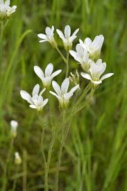 Attēlu rezultāti vaicājumam “Saxifraga granulata”
