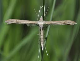 Attēlu rezultāti vaicājumam “Stenoptilia pterodactyla”