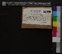 Attēlu rezultāti vaicājumam “Nardia scalaris”