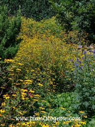Image result for Rudbeckia Paradisio