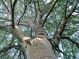 Attēlu rezultāti vaicājumam “Populus x canescens”