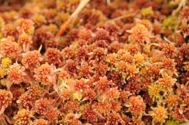 Attēlu rezultāti vaicājumam “Sphagnum capillifolium”