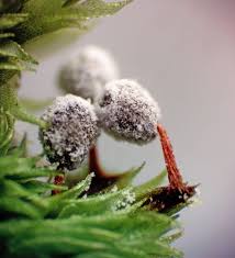 Attēlu rezultāti vaicājumam “Didymium annulisporum young”