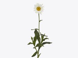 Image result for Leucanthemum vulgare