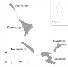 Attēlu rezultāti vaicājumam “Calliergon megalophyllum”