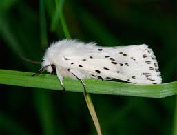Attēlu rezultāti vaicājumam “Spilosoma lubricipeda”