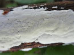 Attēlu rezultāti vaicājumam “Skeletocutis nivea”