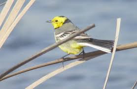 Attēlu rezultāti vaicājumam “Motacilla citreola male”