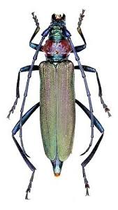 Attēlu rezultāti vaicājumam “Aromia moschata”