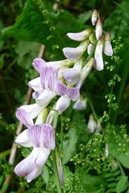 Attēlu rezultāti vaicājumam “Vicia sylvatica flower”
