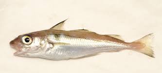 Image result for Melanogrammus aeglefinus