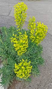 Image result for Wolfsmilch