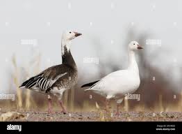 Image result for Anser caerulescens