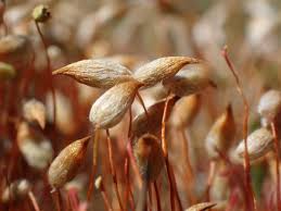 Attēlu rezultāti vaicājumam “Polytrichum juniperinum”