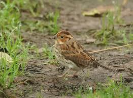 Image result for Emberiza pusilla