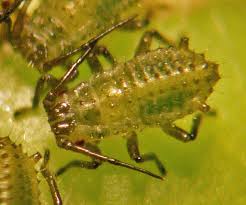 Attēlu rezultāti vaicājumam “Drepanosiphum platanoidis”