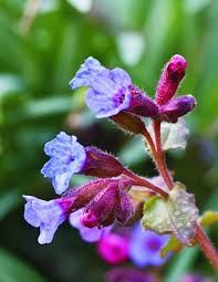 Attēlu rezultāti vaicājumam “Pulmonaria angustifolia fruit”