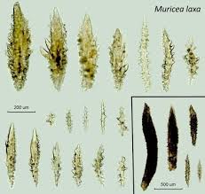 Attēlu rezultāti vaicājumam “Comatricha laxa”