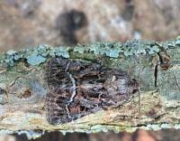 Attēlu rezultāti vaicājumam “Thalpophila matura”