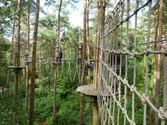 Image result for Go Ape! Alice Holt