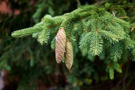 Attēlu rezultāti vaicājumam “Picea abies”