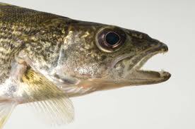 Image result for Sander vitreus