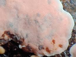 Attēlu rezultāti vaicājumam “Physisporinus sanguinolentus”