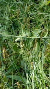 Attēlu rezultāti vaicājumam “Carex spicata”