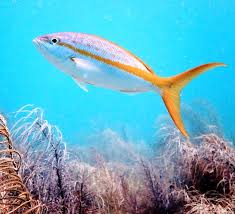 Image result for Polysteganus undulosus