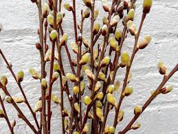 Attēlu rezultāti vaicājumam “Salix caprea fruit”