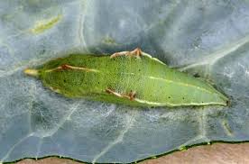 Attēlu rezultāti vaicājumam “Pieris rapae male”