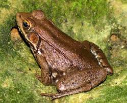Attēlu rezultāti vaicājumam “Ranidae”
