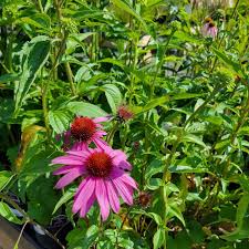 Attēlu rezultāti vaicājumam “Echinacea purpurea flower”