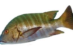 Image result for Lutjanus novemfasciatus