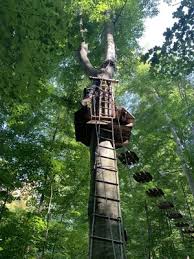 Image result for The Go Ape Experience (Swinley Forest)