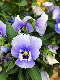 Attēlu rezultāti vaicājumam “Viola arvensis”