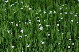 Attēlu rezultāti vaicājumam “Stellaria holostea”