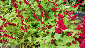 Attēlu rezultāti vaicājumam “Chenopodium foliosum fruit”