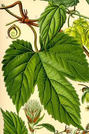 Attēlu rezultāti vaicājumam “Humulus lupulus bud”