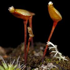 Attēlu rezultāti vaicājumam “Buxbaumia aphylla”