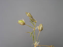 Attēlu rezultāti vaicājumam “Spergularia rubra”